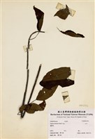 藏品(白臼)的圖片